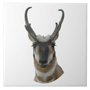 A19 Gabelbock Kopfschuss Fliese