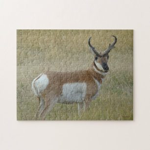 A1 Gabelbock Großer Bock