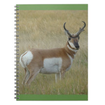 A1 Gabelbock Großer Bock