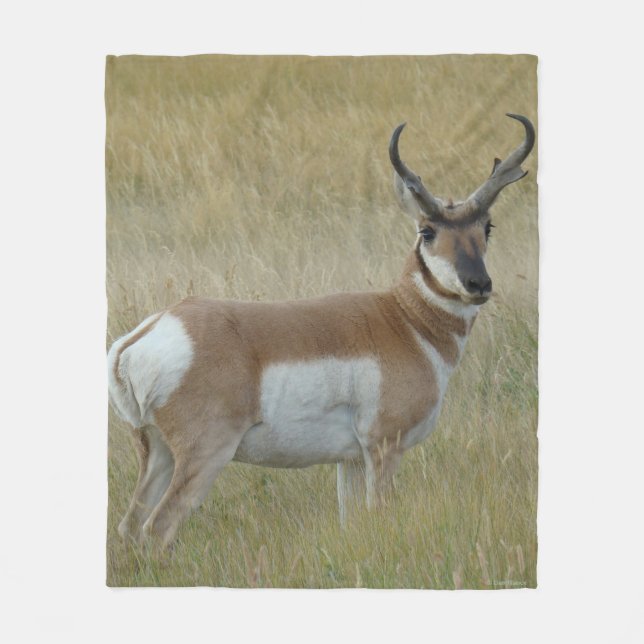 A1 Pronghorn Antelope Big Buck Fleecedecke (Vorderseite)