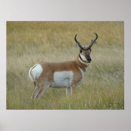 A1 Pronghorn Antelope Big Buck Poster