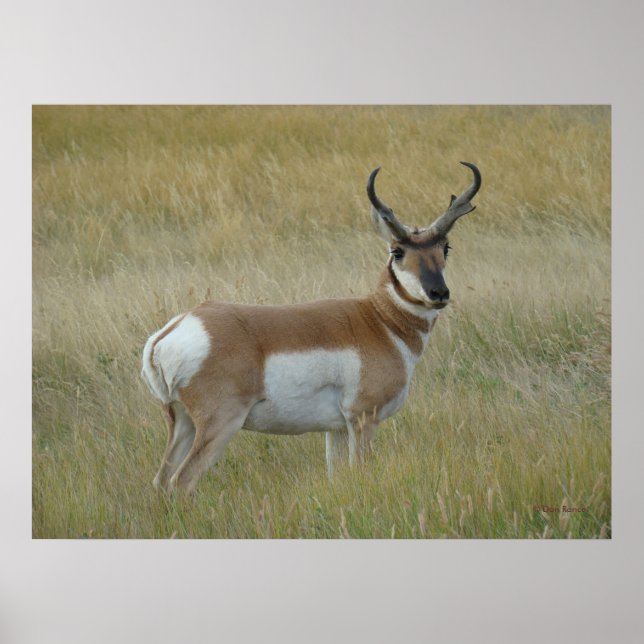 A1 Pronghorn Antelope Big Buck Poster (Vorne)
