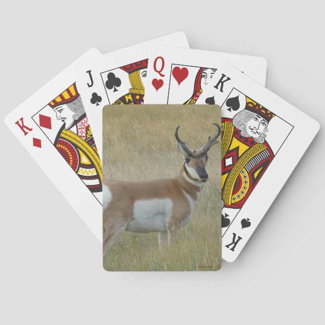 A1 Pronghorn Antelope Big Buck Spielkarten (Rückseite)