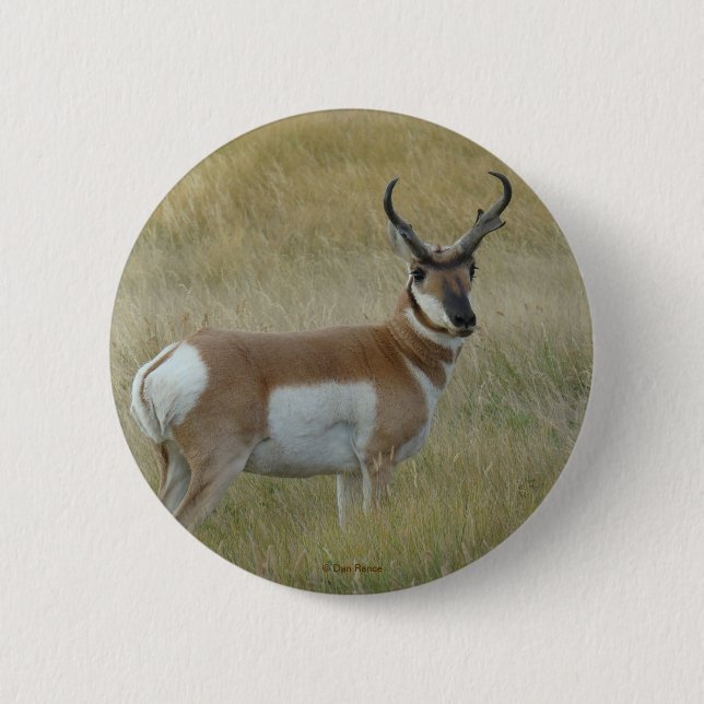 A1 Pronghorn Antelope Button (Vorderseite)