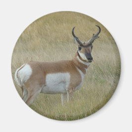 A1 Pronghorn Antelope Magnet