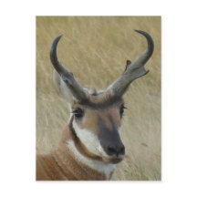 A21 Pronghorn Antelope Head Shot