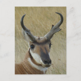 A21 Pronghorn Antelope Head Shot Postkarte