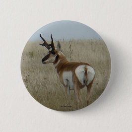 A22 Pronghorn Antelope Button