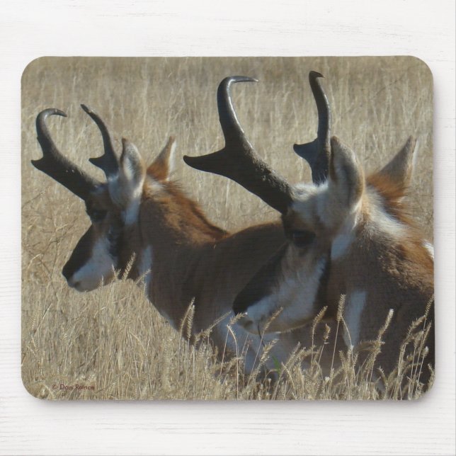 A23 Pronghorn Antelope Young Bucks Head Shot Mousepad (Vorne)