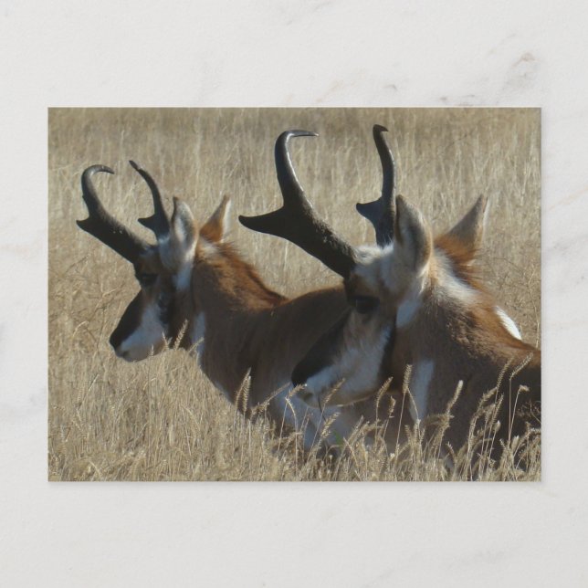 A23 Pronghorn Antelope Young Bucks Head Shot Postkarte (Vorderseite)