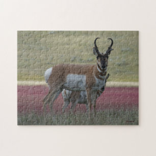A24 Gabelbock