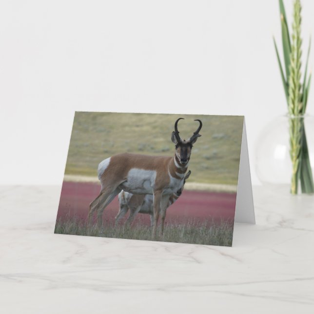 A24 Pronghorn Antelope Buck Karte (Vorderseite)