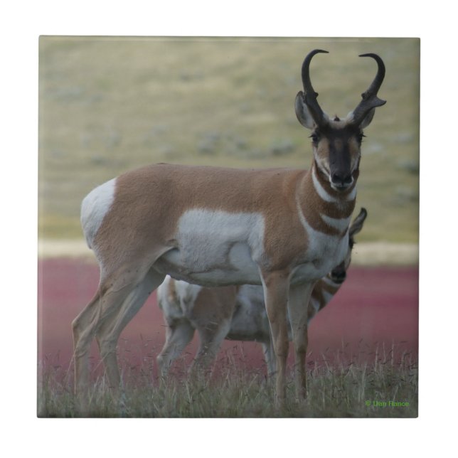 A24 Pronghorn Antelope Fliese (Vorderseite)