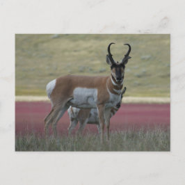 A24 Pronghorn Antelope Postkarte