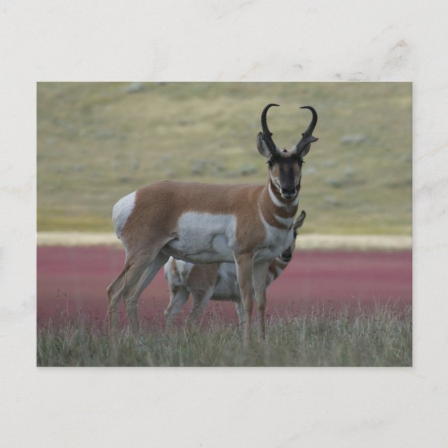 A24 Pronghorn Antelope Postkarte (Vorderseite)