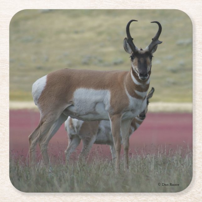 A24 Pronghorn Antelope Rechteckiger Pappuntersetzer (Vorderseite)