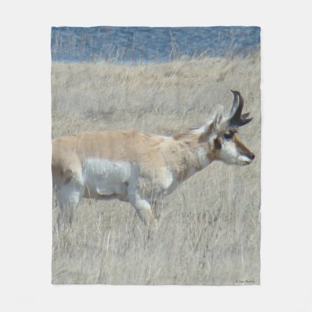 A25 Pronghorn Antelope Fleecedecke (Vorderseite)