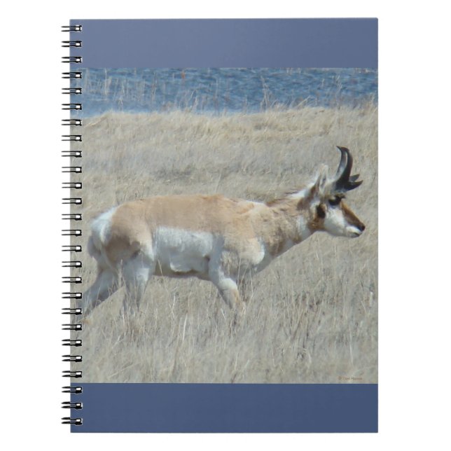 A25 Pronghorn Antelope Young Buck Notizblock (Vorderseite)