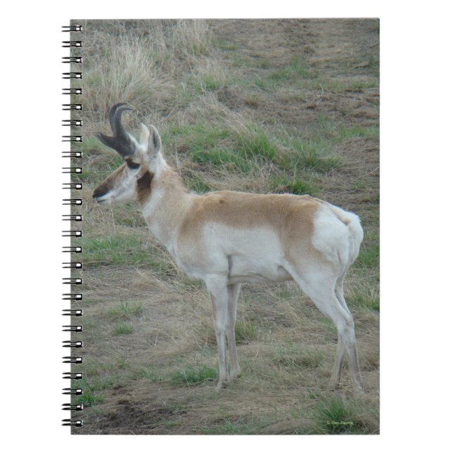 A26 Pronghorn Antelope Buck Notizblock (Vorderseite)