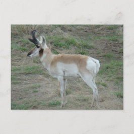 A26 Pronghorn Antelope Buck Postkarte