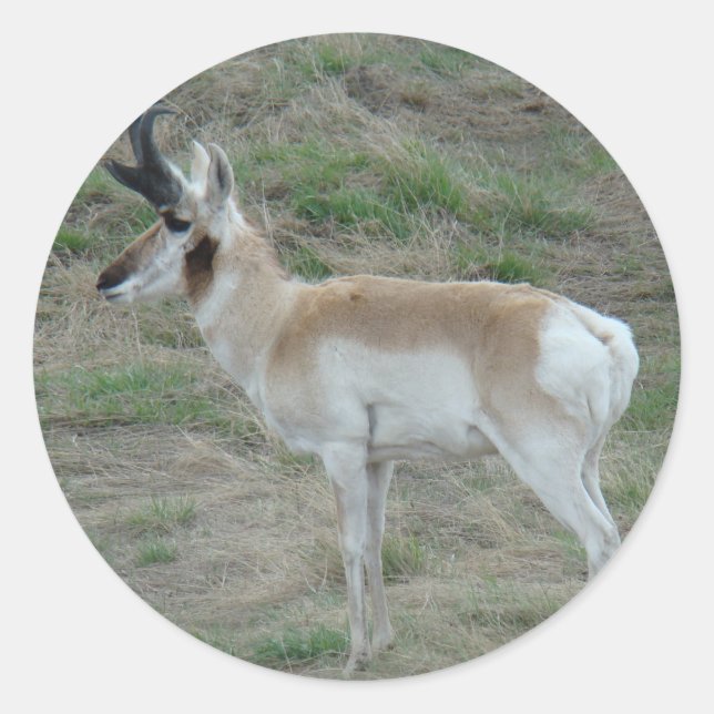 A26 Pronghorn Antelope Buck Runder Aufkleber (Vorderseite)