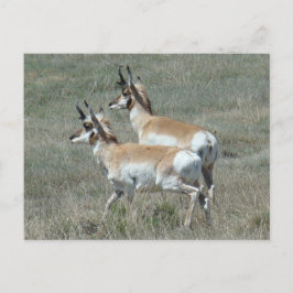 A27 Pronghorn Antelope Young Bucks Postkarte