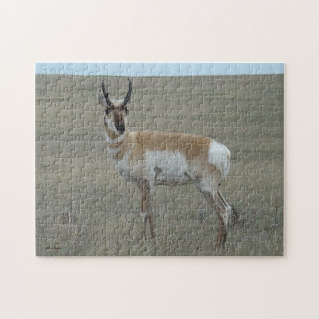 A28 Pronghorn Antelope Young Buck (Horizontal)