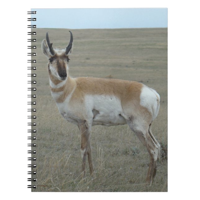 A28 Pronghorn Antelope Young Buck Notizblock (Vorderseite)