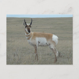 A28 Pronghorn Antelope Young Buck Postkarte