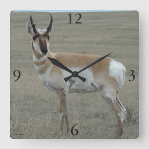 A28 Pronghorn Antelope Young Buck Quadratische Wanduhr