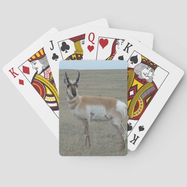 A28 Pronghorn Antelope Young Buck Spielkarten (Rückseite)