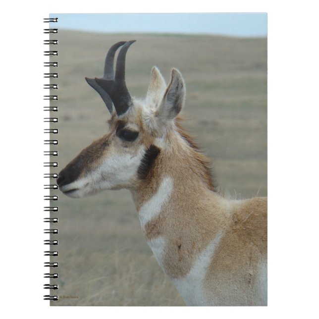 A29 Pronghorn Antelope Young Buck Head Profil Notizblock (Vorderseite)