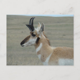 A29 Pronghorn Antelope Young Buck Head Profil Postkarte