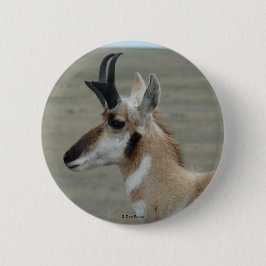 A29 Pronghorn Antilopen-Young Buckhauptprofil Button