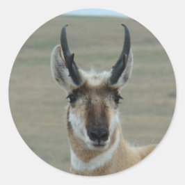 A30 Pronghorn Antelope Head Shot Runder Aufkleber