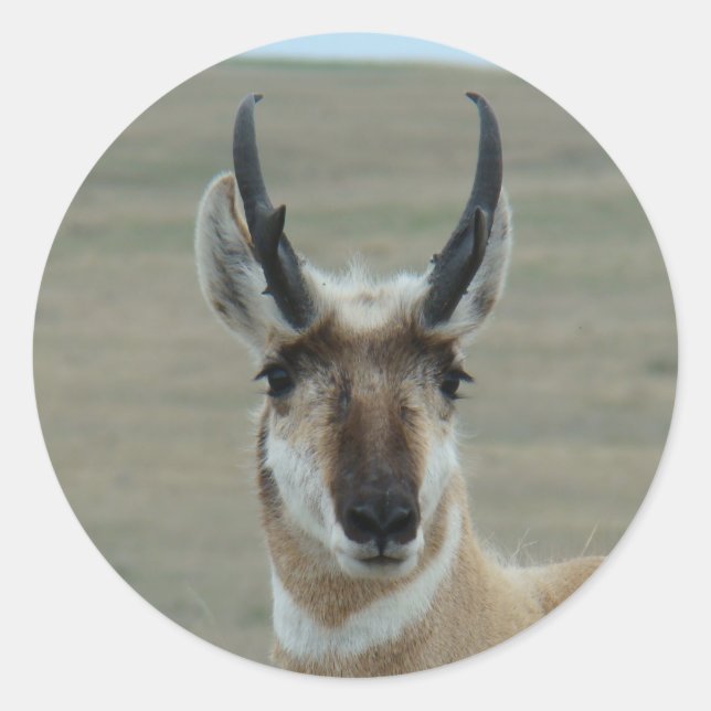A30 Pronghorn Antelope Head Shot Runder Aufkleber (Vorderseite)