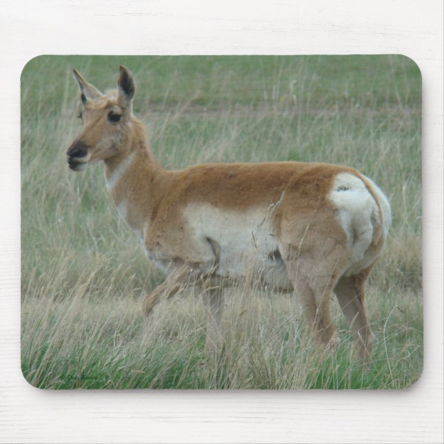 A31 Gabelbock Weibchen Mousepad (Vorne)