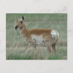 A31 Gabelbock Weibchen Postkarte