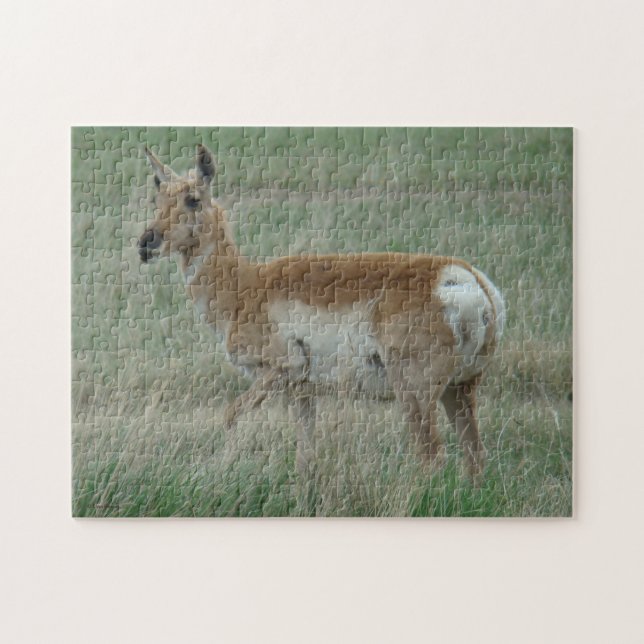 A31 Pronghorn Antelope Doe (Horizontal)