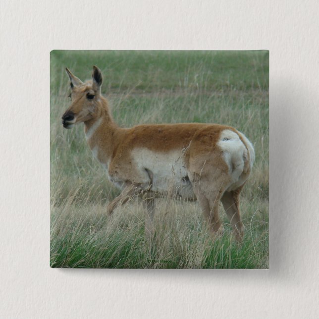 A31 Pronghorn Antelope Doe Button (Vorderseite)