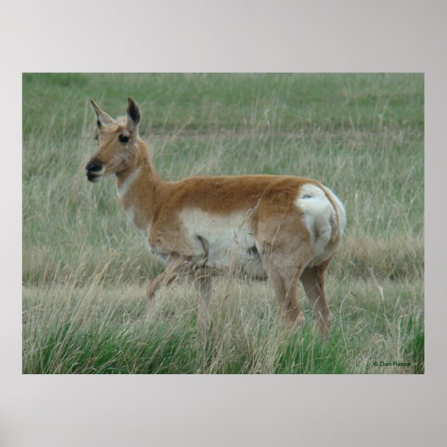 A31 Pronghorn Antelope Doe Poster (Vorne)