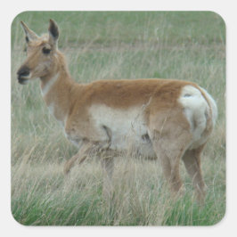A31 Pronghorn Antelope Doe Quadratischer Aufkleber