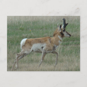 A32 Gabelbockbock Postkarte