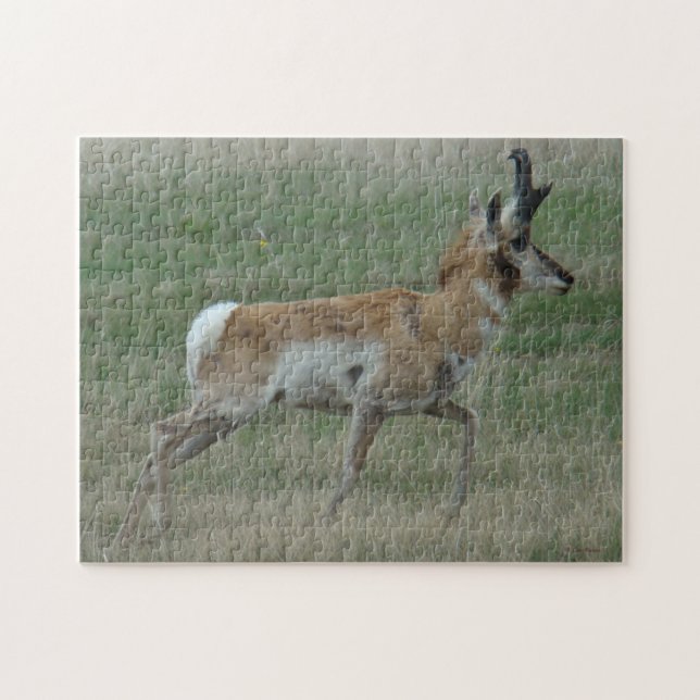 A32 Pronghorn Antelope (Horizontal)
