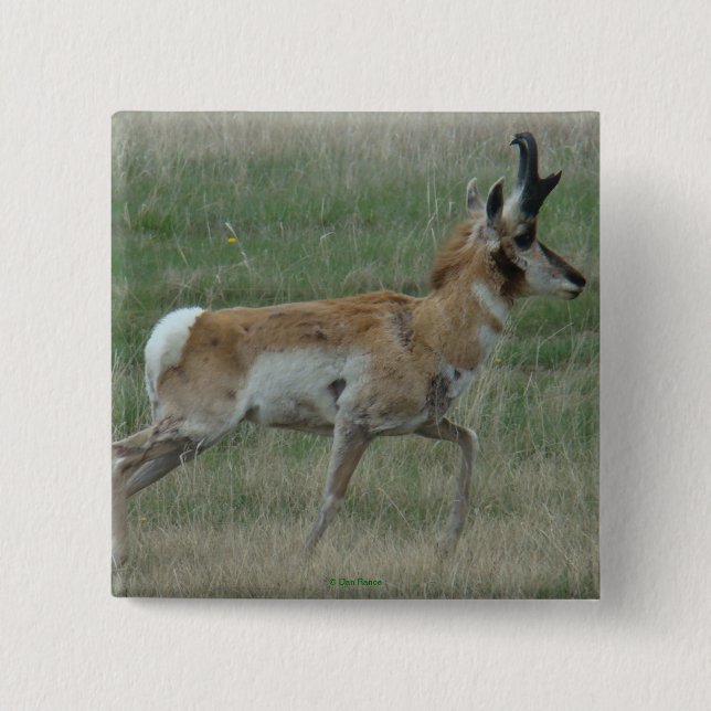 A32 Pronghorn Antelope Buck Button (Vorderseite)