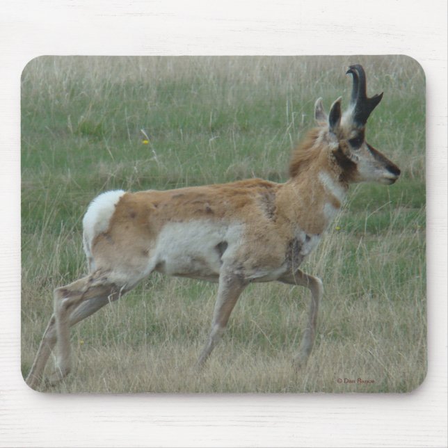 A32 Pronghorn Antelope Buck Mousepad (Vorne)