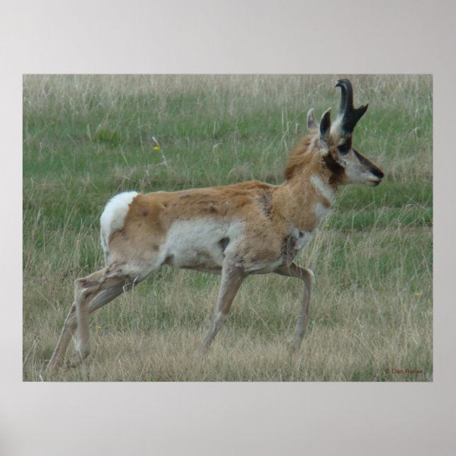 A32 Pronghorn Antelope Buck Poster (Vorne)
