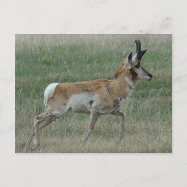 A32 Pronghorn Antelope Buck Postkarte (Vorderseite)
