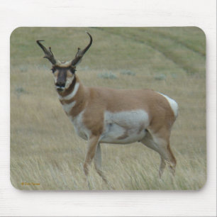 A33 Gabelbock Geweihter Bock Mousepad