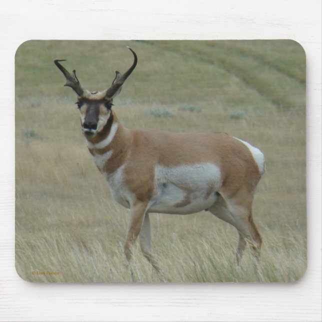 A33 Gabelbock Geweihter Bock Mousepad (Vorne)